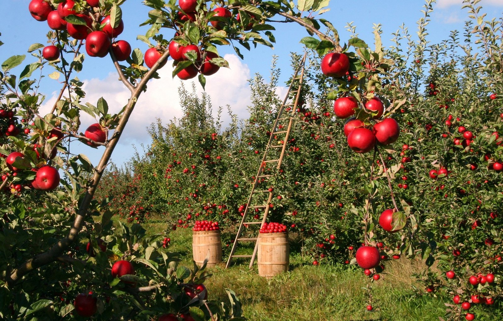Fruit Farm Jobs in Canada June 2026
