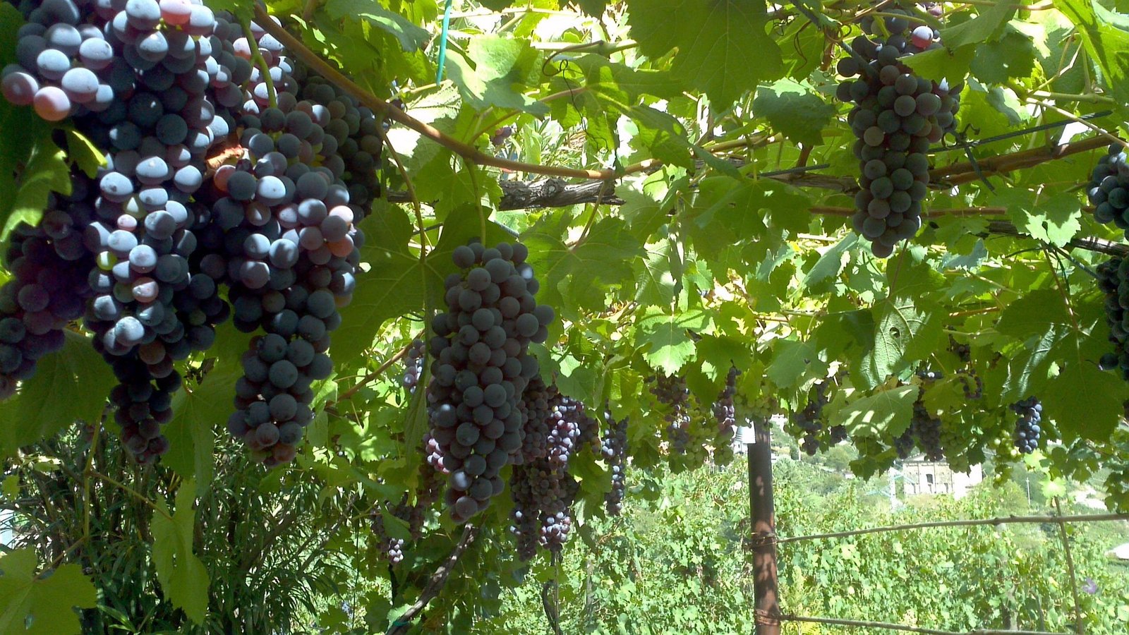 Fruit farm job in New Zealand 2026
