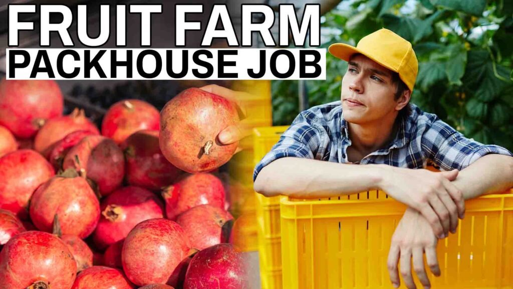 Fruit Farm Packhouse Job in Canada.jpg (1)
