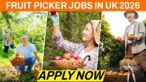 Fruit Picker Jobs in UK 2026.jpg (1)