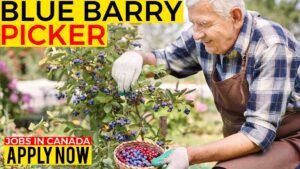 blue barry picker jobs in canada.jpg