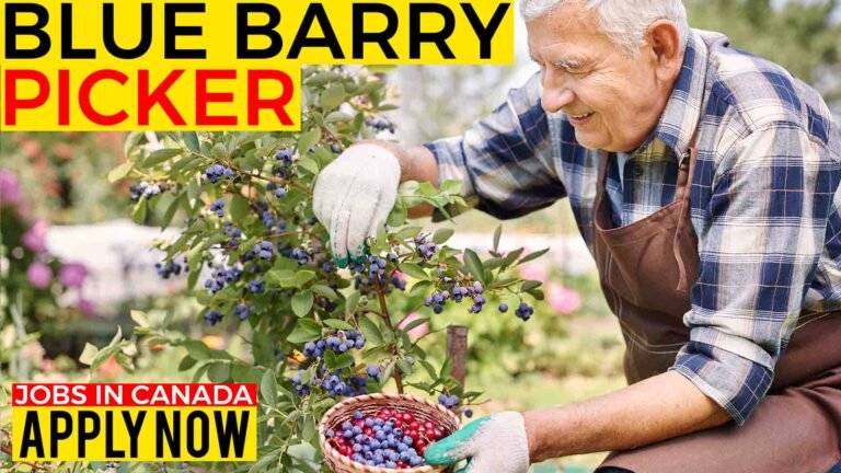 blue barry picker jobs in canada.jpg